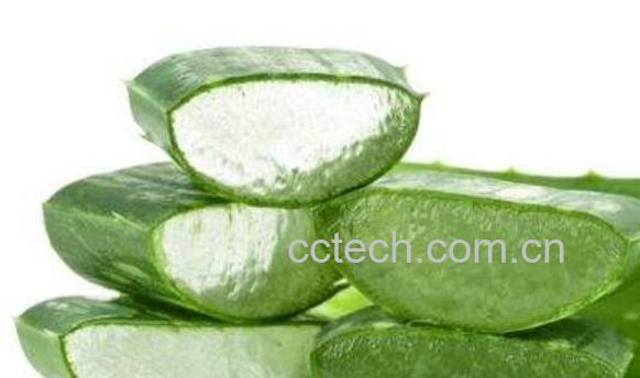 芦荟外敷的作用与功效-1