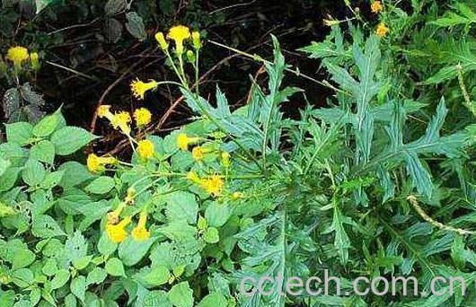 菊三七花的功效与作用-1