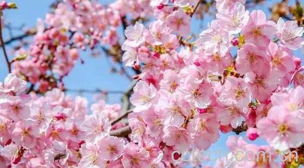 哪个品种的樱花最好看-0