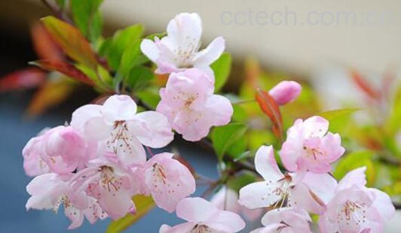 哪个品种的樱花最好看-1