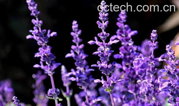 薰衣草花如何用 薰衣草花的用法-0