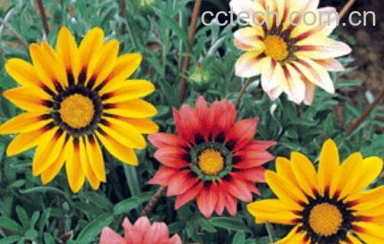 勋章菊的养殖方法和注意事项-0