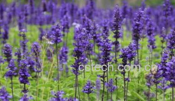薰衣草花如何用 薰衣草花的用法-1