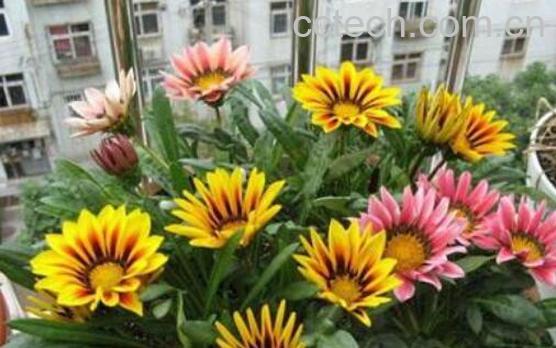 勋章菊的养殖方法和注意事项-1