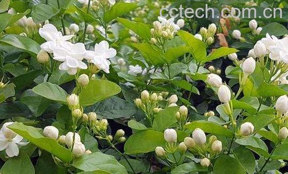 茉莉花的功效与作用及禁忌-0