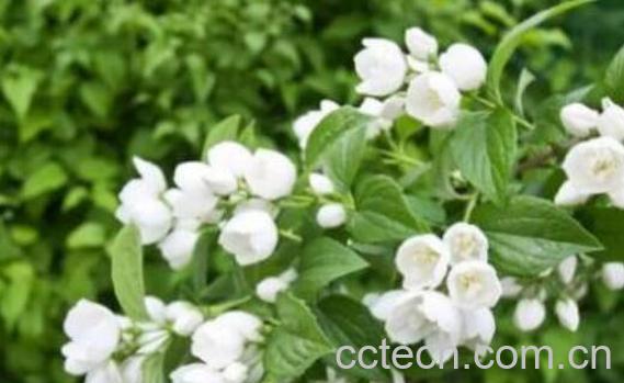 茉莉花的功效与作用及禁忌-1