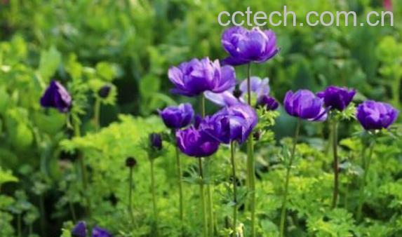 银莲花的功效与作用及药用价值-0