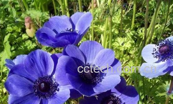 银莲花的功效与作用及药用价值-1