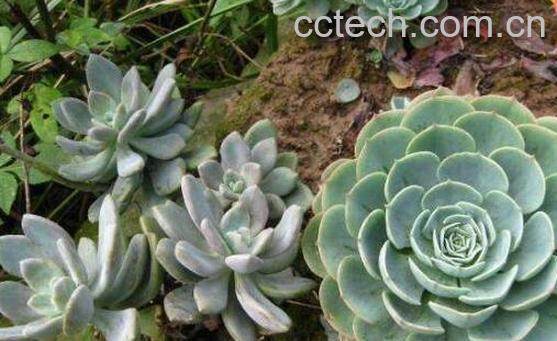 石莲花的功效与作用及禁忌-0