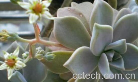 石莲花的功效与作用及禁忌-1