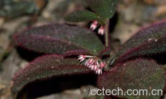 虎舌草的功效与作用-0