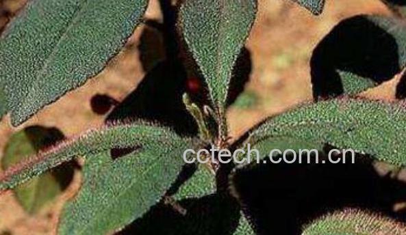 虎舌草的功效与作用-1