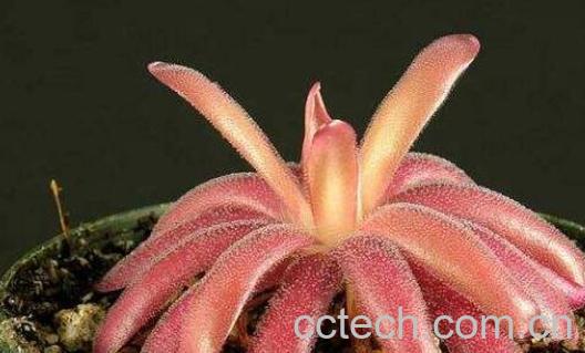 食虫草有哪些 十大恐怖食虫植物-0