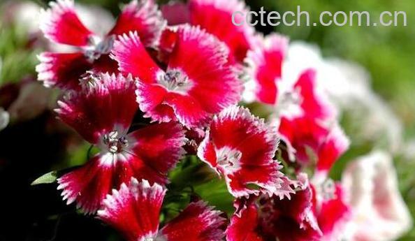 怎么养石竹梅 石竹梅的养殖方法和注意事项-0