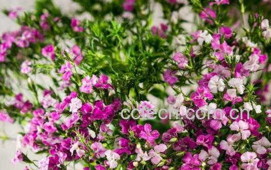石竹花怎么养 石竹花的养殖方法和注意事项-0