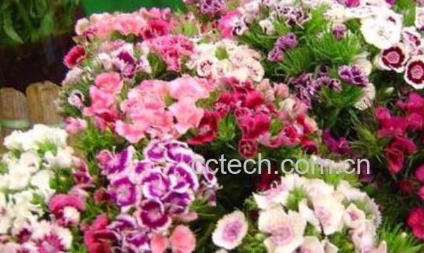 石竹花怎么养 石竹花的养殖方法和注意事项-1