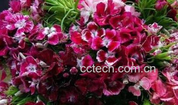 石竹梅和相思梅的区别 石竹梅的养殖方法-0