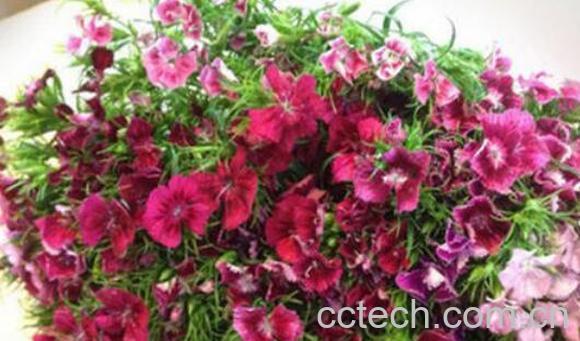 石竹梅和相思梅的区别 石竹梅的养殖方法-1