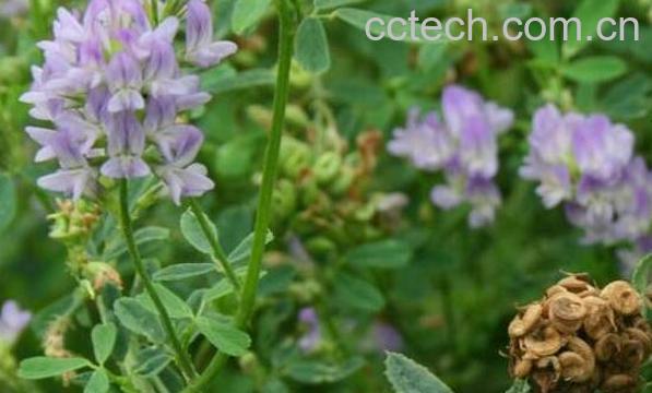 紫花苜蓿的功效与作用 紫花苜蓿的副作用-0