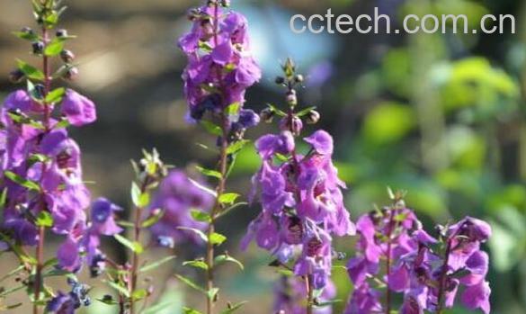 天使花的养殖方法 天使花的种植方法-1