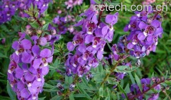 天使花的养殖方法 天使花的种植方法-0