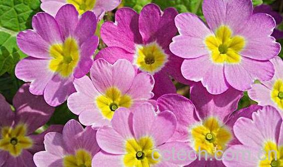  樱草花的功效与作用及副作用-0