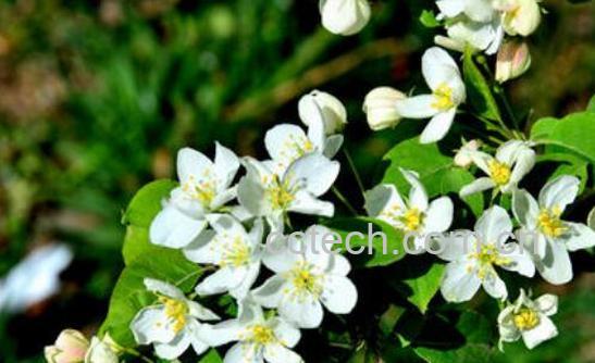 棠梨花怎么吃 棠梨花的食用方法-1