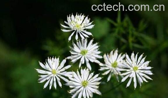 唐松草的功效与作用 唐松草怎么养殖-0