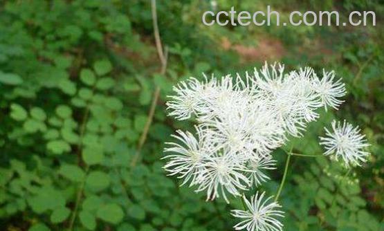 唐松草的功效与作用 唐松草怎么养殖-1