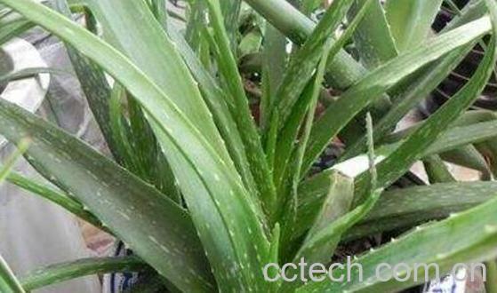 翠叶芦荟的功效与作用-0