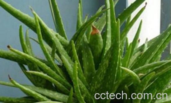 翠叶芦荟的功效与作用-1