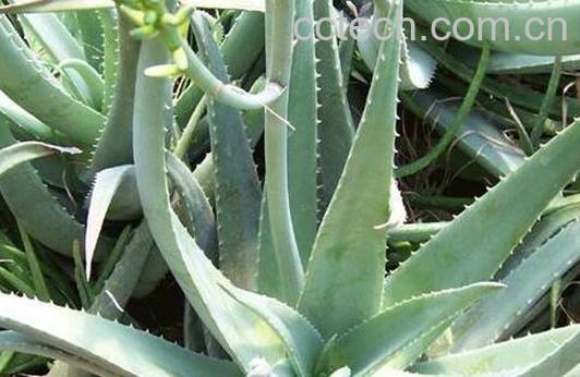木立芦荟和龙爪的区别 木立芦荟的功效-1