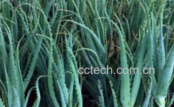 木立芦荟和龙爪的区别 木立芦荟的功效-0