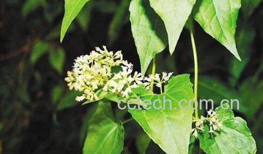 薇甘菊的功效和作用-0