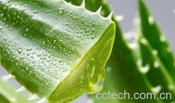 新鲜芦荟涂脸正确方法-0