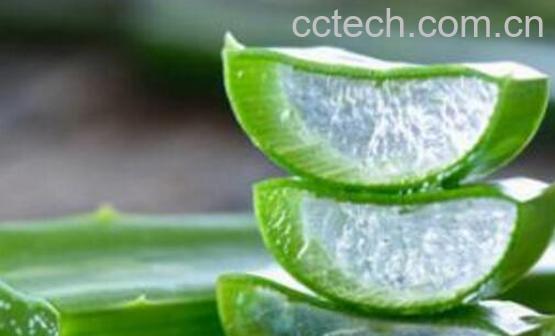 新鲜芦荟涂脸正确方法-1