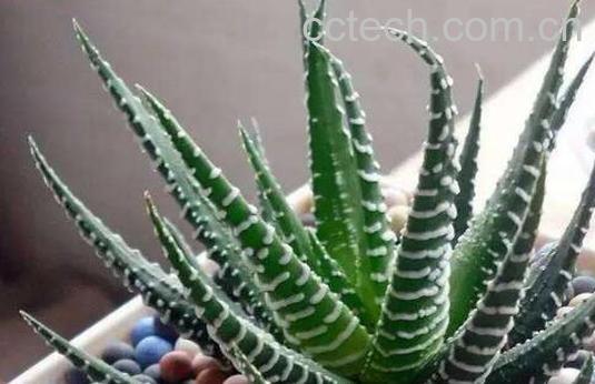 斑马芦荟怎么养 斑马芦荟有毒吗-1