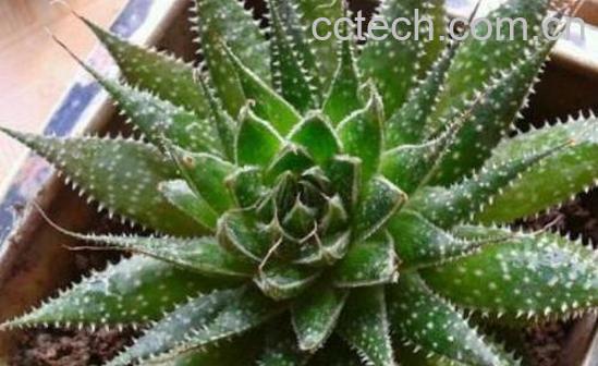 斑马芦荟怎么养 斑马芦荟有毒吗-0