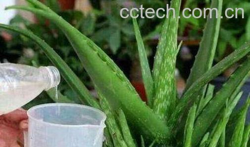 芦荟油是怎么制作的 芦荟油的作用-1