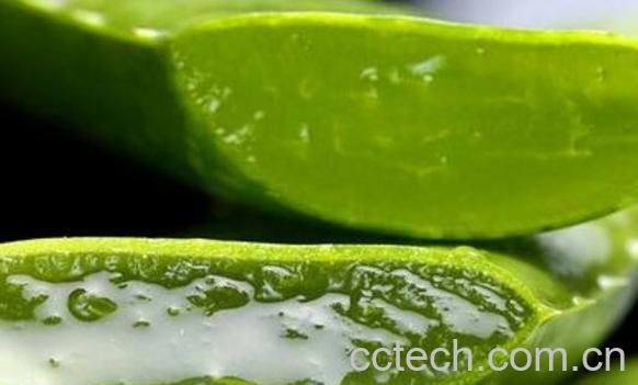 芦荟油怎么使用 芦荟油的正确用法-0