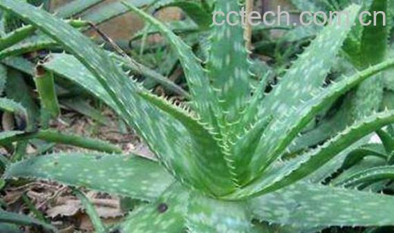芦荟品种辨别图片大全-0