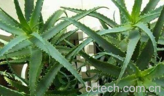 木剑芦荟的功效与作用 木剑芦荟的药用价值-0