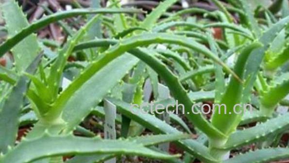 木剑芦荟的功效与作用 木剑芦荟的药用价值-1