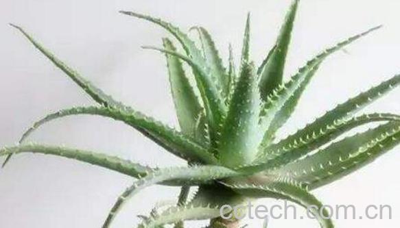 木立芦荟的药用价值与功效作用-0