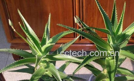 木立芦荟的药用价值与功效作用-1