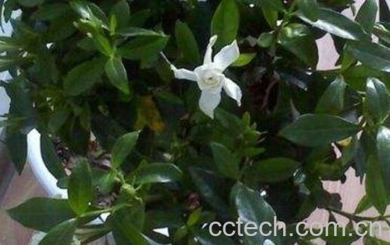 铁茉莉的养殖方法 铁茉莉掉叶子怎么回事-0