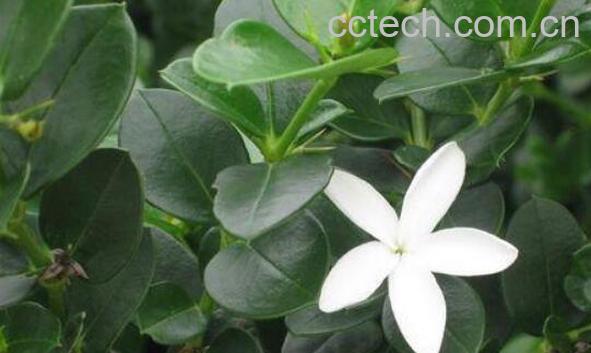 铁茉莉的养殖方法 铁茉莉掉叶子怎么回事-1