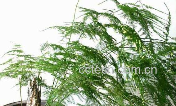 文竹叶子发黄怎么挽救 文竹怎么养才能更旺盛-0