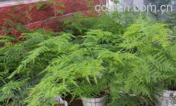 文竹叶子发黄怎么挽救 文竹怎么养才能更旺盛-1