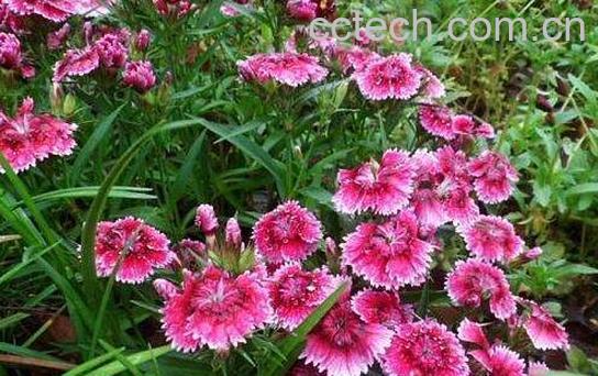 石竹花泡水喝的功效与作用-0